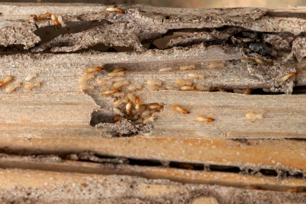 Best Pest Control Near Me  in Earlvle, IL
